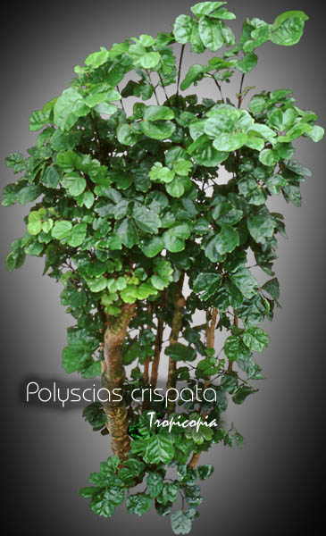 Aralia - Polyscias crispata - Chicken gizard aralia